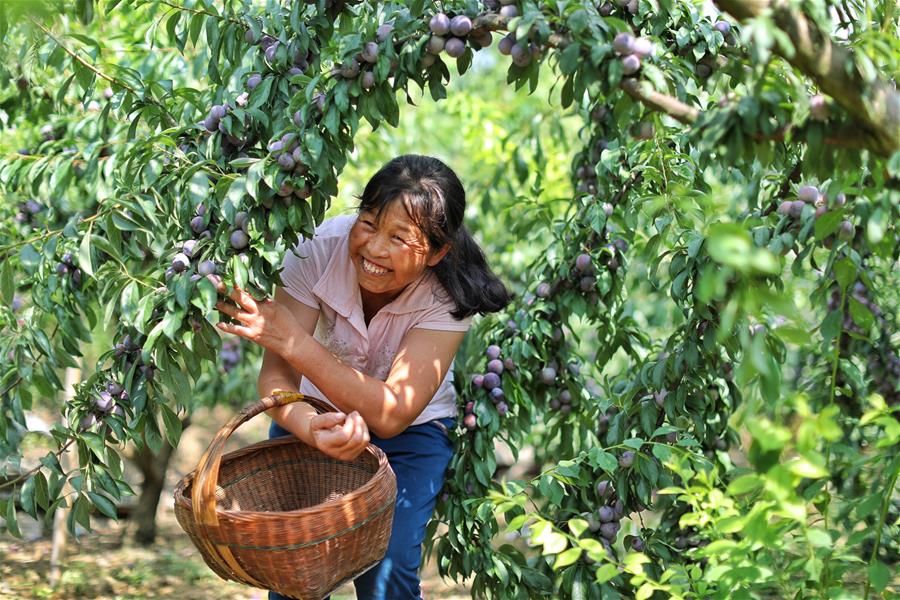 CHINA-GUIZHOU-ZUNYI-PLUM-HARVEST (CN)