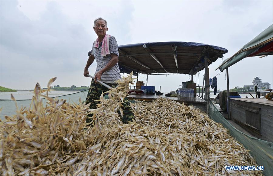 #CHINA-JIANGSU-SHORTJAW TAPERTAIL ANCHOVY-HARVEST (CN)