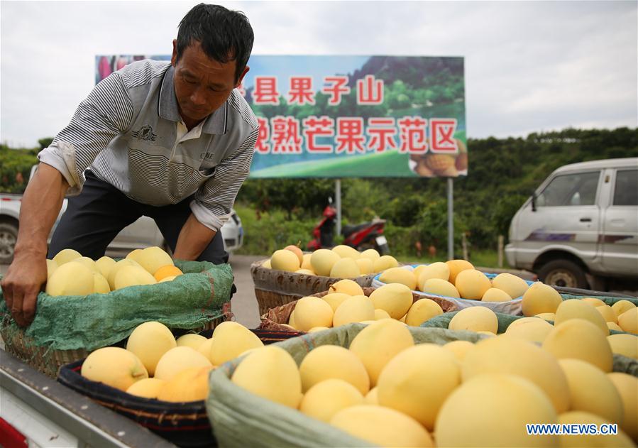 #CHINA-YUNNAN-MANGO-HARVEST (CN)