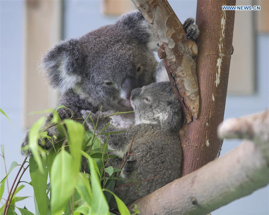 #CHINA-NANJING-ZOO-KOALA (CN)