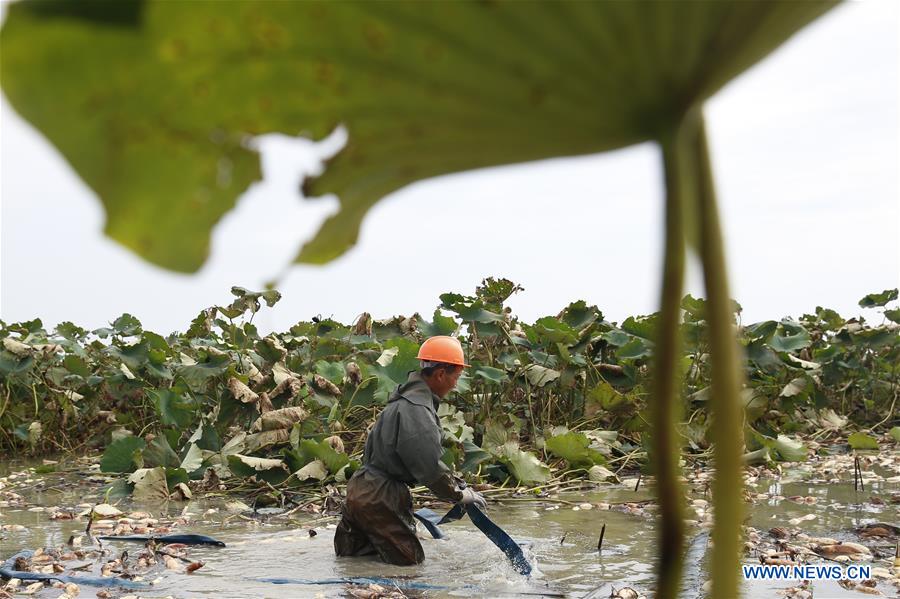 #CHINA-SIHONG-LOTUS ROOT-HARVEST (CN)