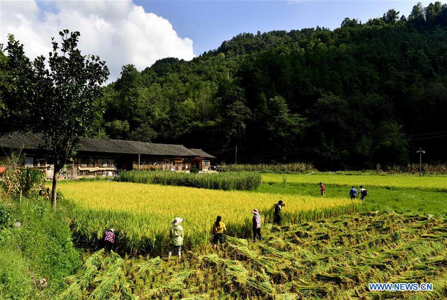 #CHINA-HUBEI-ENSHI-RICE HARVEST (CN)