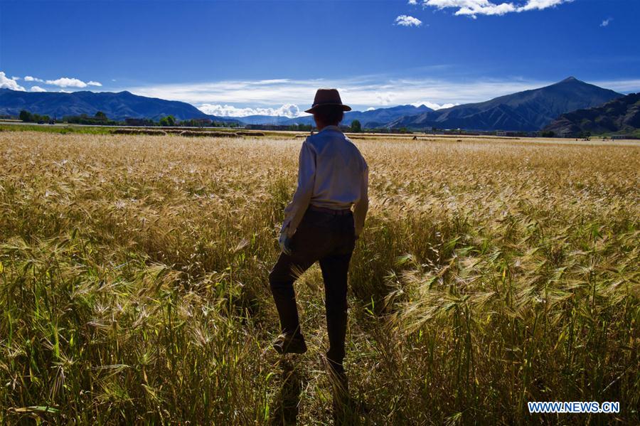 CHINA-TIBET-HIGHLAND BARLEY-HARVEST (CN)