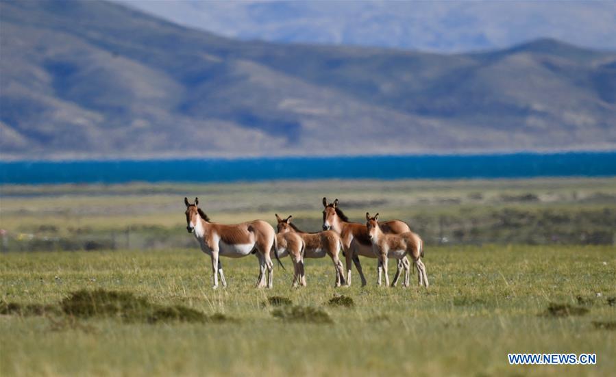 CHINA-TIBET-ALI-WILD ANIMALS-SCENERY (CN)