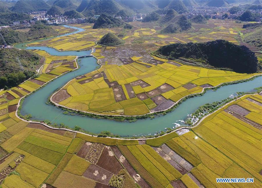 CHINA-YUNNAN-GUANGNAN-RICE FIELDS-HARVEST (CN)