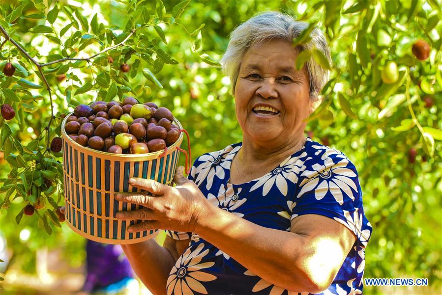 CHINA-HEBEI-ZAOQIANG-RED DATES-HARVEST (CN)