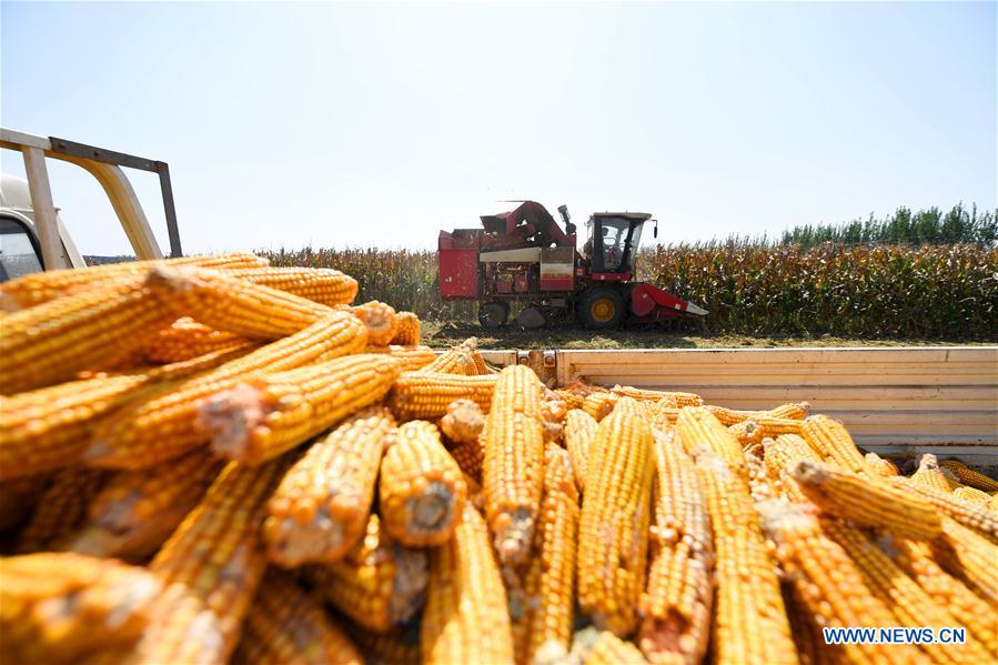 CHINA-HEBEI-CANGZHOU-HARVEST (CN)