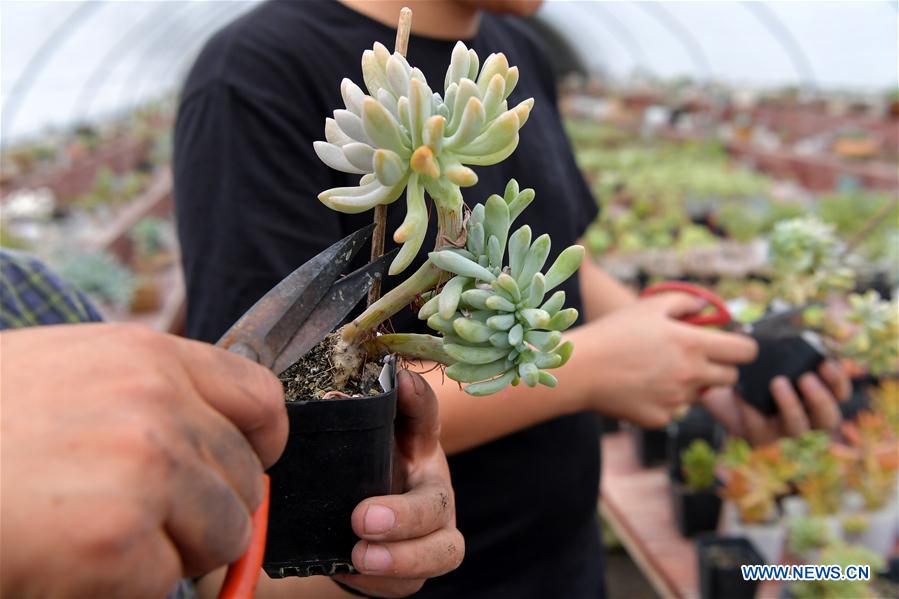 CHINA-JIANGXI-SUCCULENT PLANTS (CN)