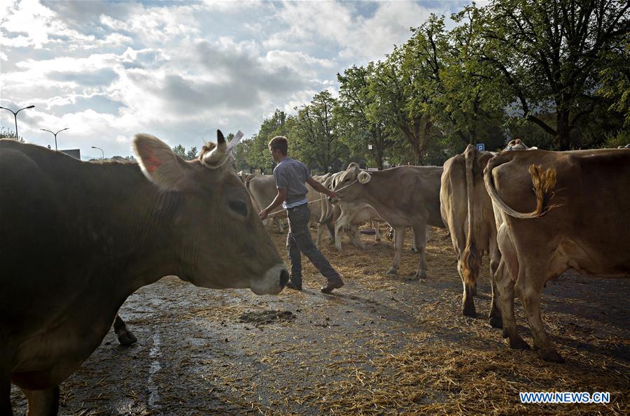 SWITZERLAND-APPENZELL-CATTLE SHOW