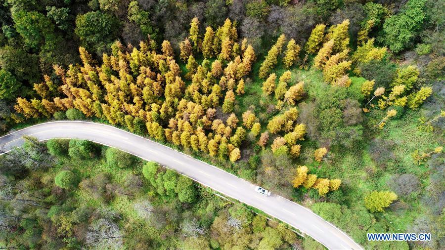 CHINA-NINGXIA-GUYUAN-AUTUMN SCENERY (CN)