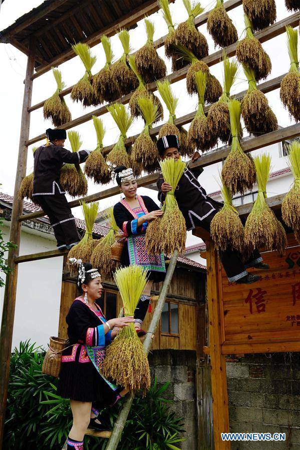 #CHINA-GUANGXI-GUILIN-RICE HARVEST (CN)