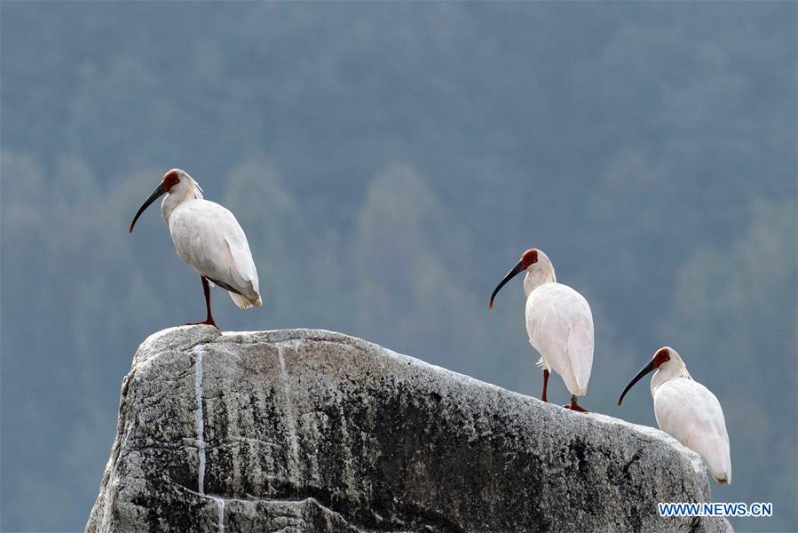 CHINA-VARIOUS WILD BIRDS (CN)