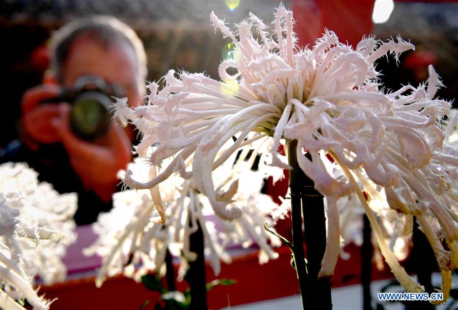 CHINA-HENAN-KAIFENG-CHRYSANTHEMUM (CN)