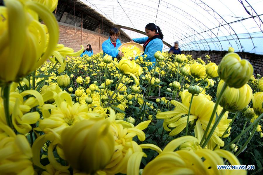 #CHINA-AUTUMN-HARVEST (CN)