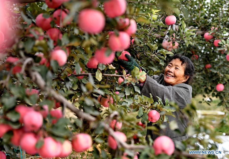 CHINA-HEBEI-AGRICULTURE-DEVELOPMENT (CN)