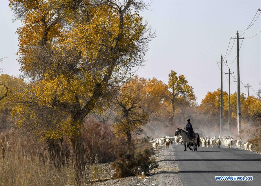 CHINA-XINJIANG-TARIM RIVER-DESERT POPLAR (CN)