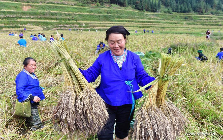 CHINA-GUANGXI-ANTAI-RICE-HARVEST (CN)