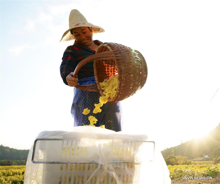 CHINA-JIANGXI-WUYUAN-CHRYSANTHEMUM-PRODUCTION (CN)