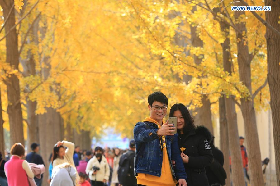 #CHINA-AUTUMN-LEISURE-GINKGO (CN)