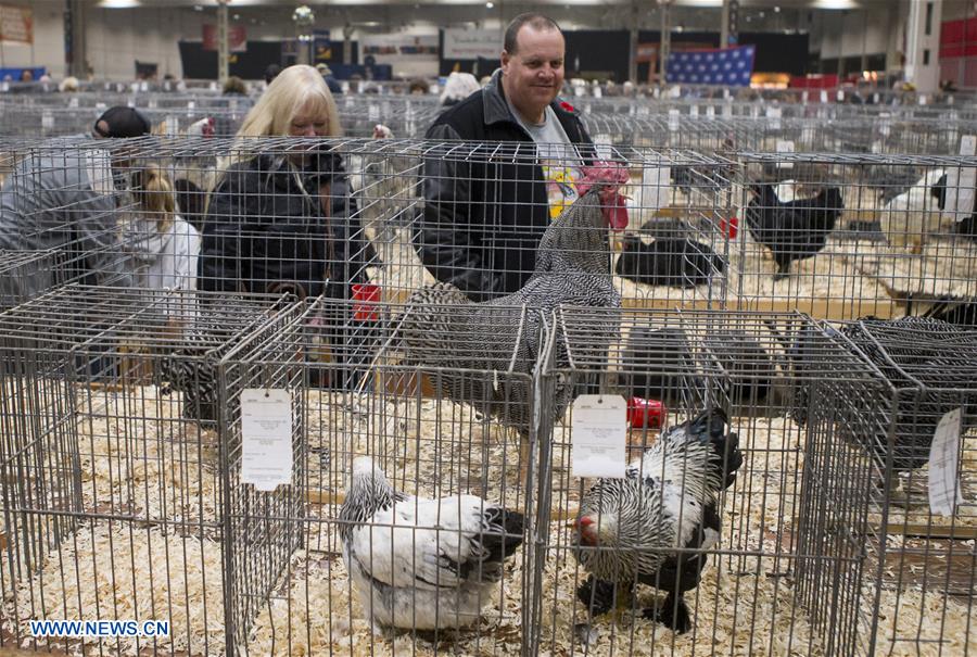 CANADA-TORONTO-ROYAL AGRICULTURAL WINTER FAIR