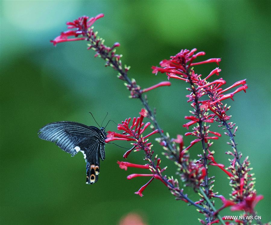 CHINA-FUZHOU-FLOWERS-BUTTERFLY (CN) 