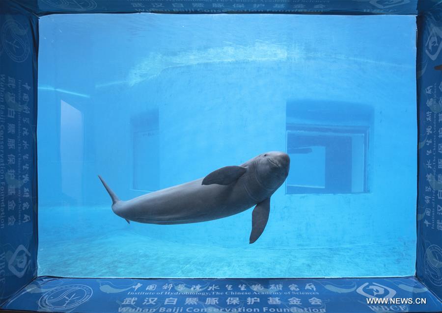 CHINA-HUBEI-FINLESS PORPOISE