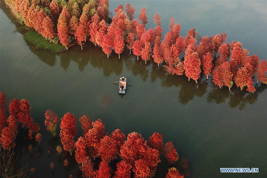 #CHINA-JIANGSU-REDWOOD-SCENERY (CN) 