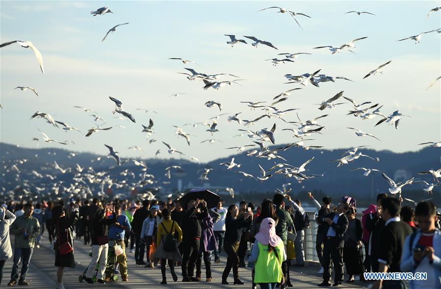 CHINA-KUNMING-RED-BILLED GULLS (CN)