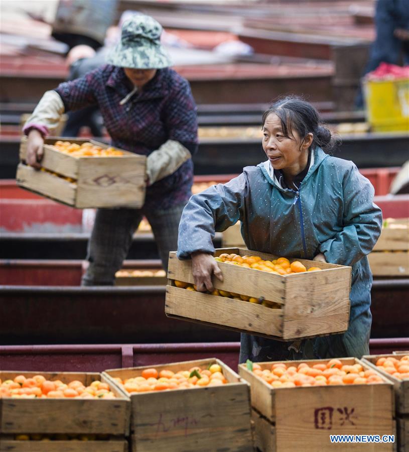 #CHINA-JIANGXI-ORANGE-HARVEST (CN)