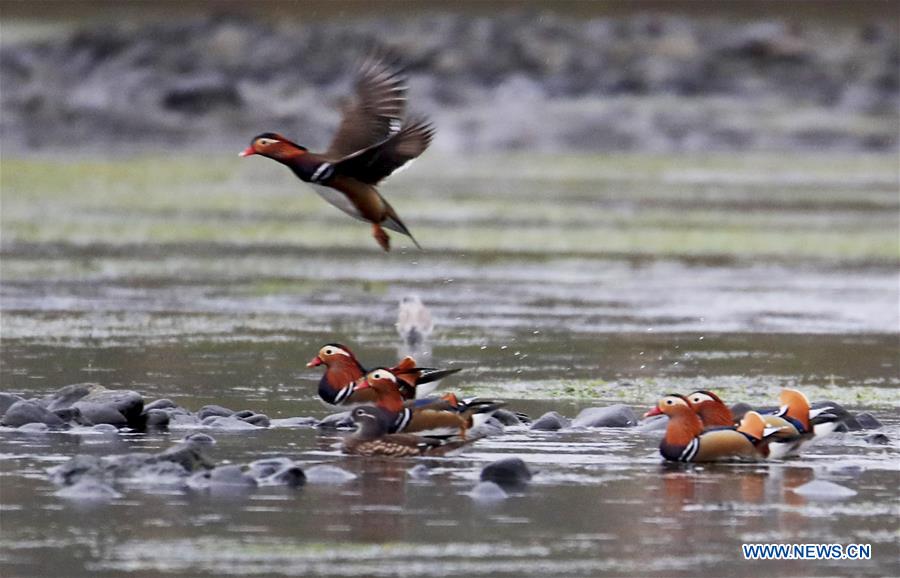 #CHINA-ANHUI-XIN'AN RIVER-WILD MANDARIN DUCKS (CN)