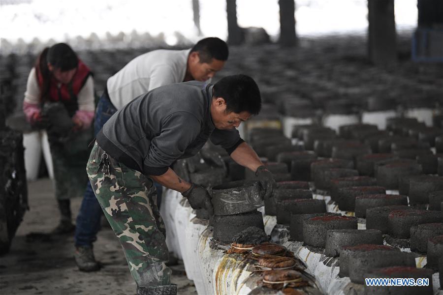 CHINA-ZHEJIANG-SHAOXING-RICE WINE-BREWING (CN) 