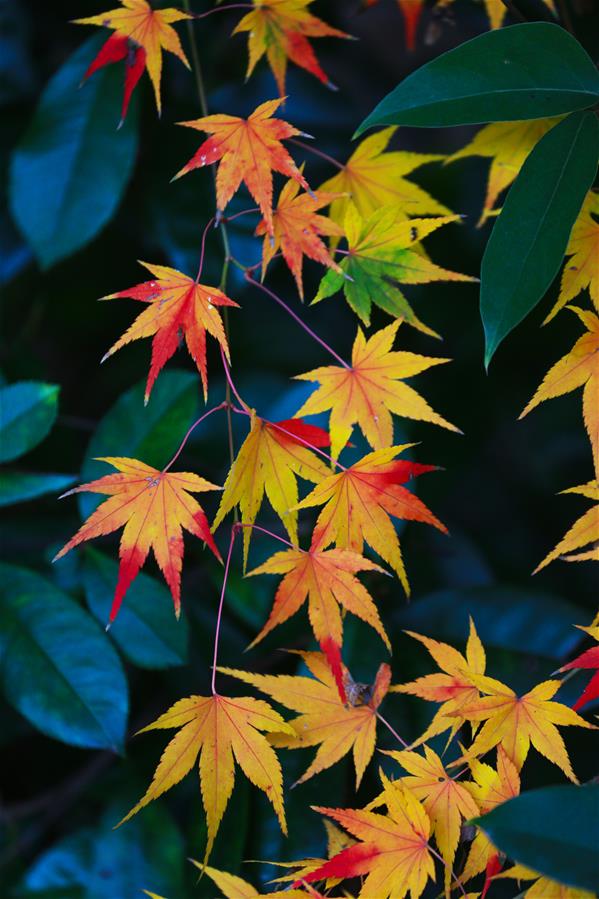 CHINA-MAPLE LEAVES-SCENERY (CN)