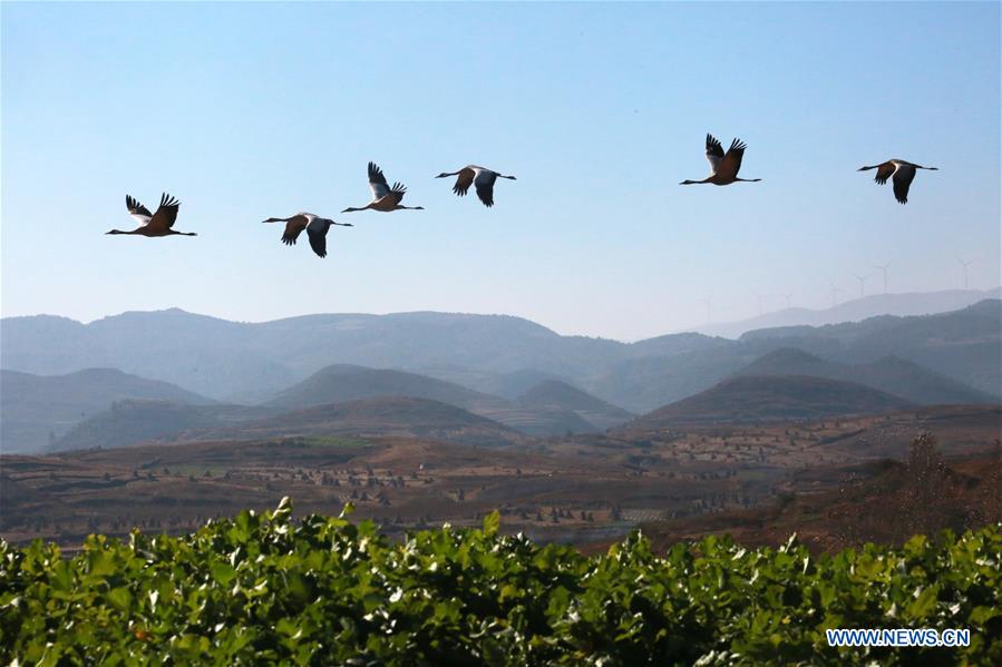 CHINA-GUIZHOU-WEINING-NATURE RESERVE-BLACK-NECKED CRANE (CN)