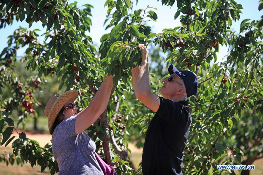 AUSTRALIA-YOUNG-CHERRY CAPITAL OF AUSTRALIA