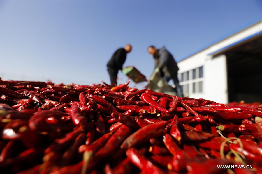 #CHINA-HEBEI-CHILLI PEPPERS (CN)