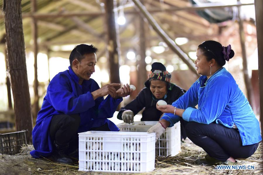 #CHINA-GUIZHOU-POVERTY ALLEVIATION-DUCK FARMING (CN)