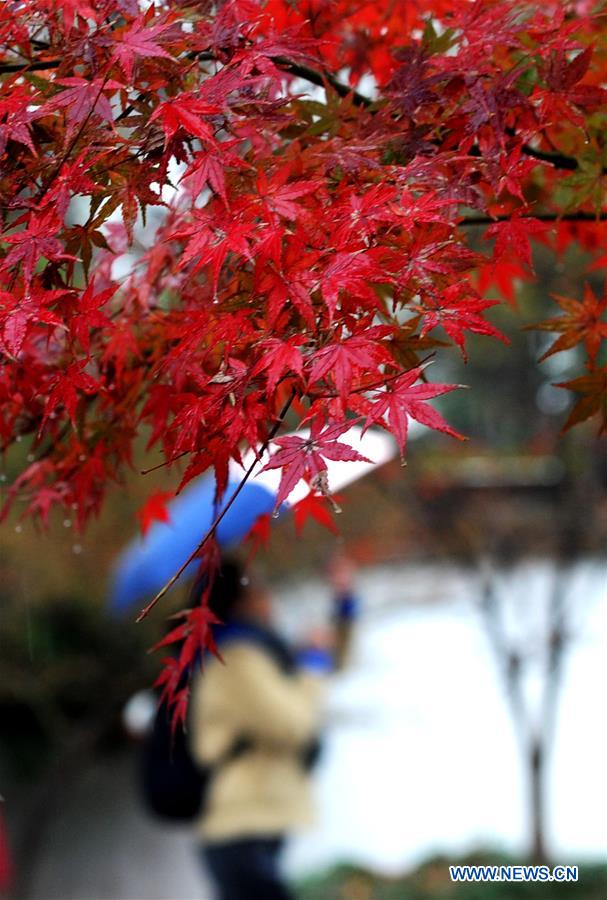 #CHINA-JIANGSU-MAPLE-SCENERY (CN)