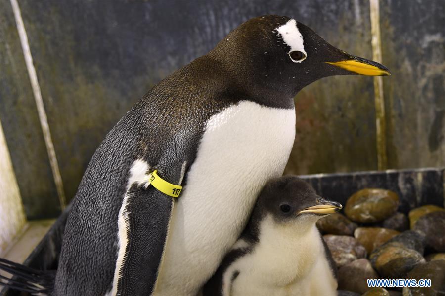 CHINA-HARBIN-POLARLAND-PENGUIN (CN)