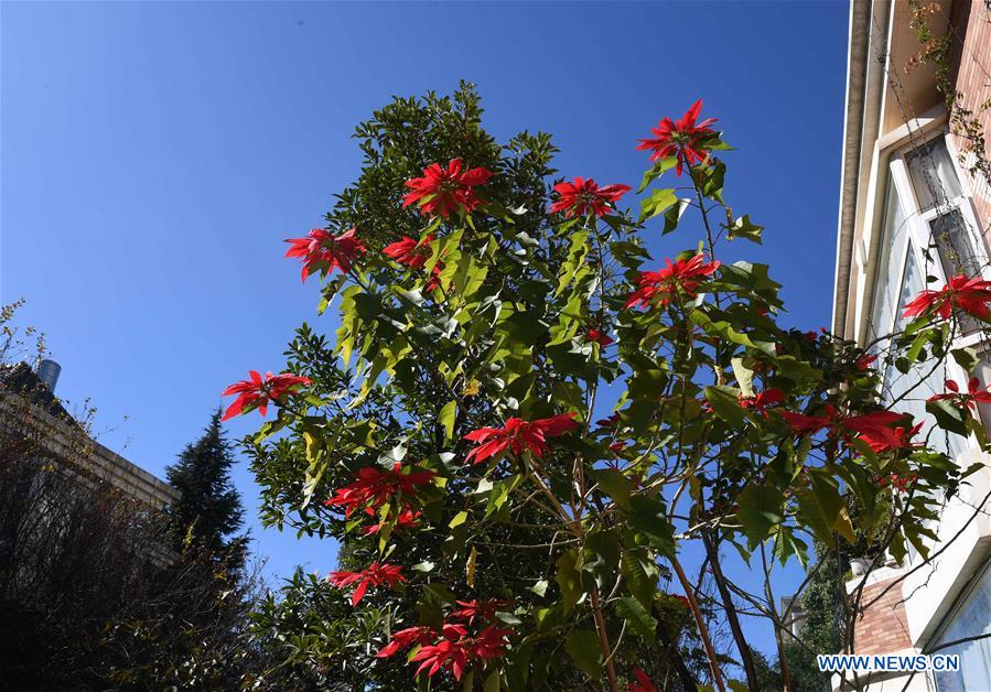 CHINA-YUNNAN-KUNMING-FLOWER BLOSSOM (CN)