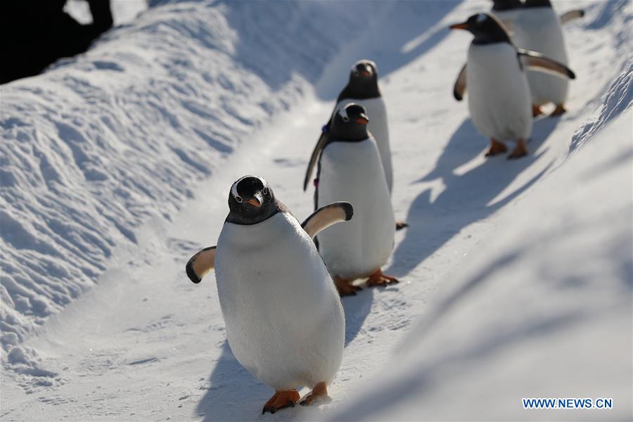 CHINA-HEILONGJIANG-HARBIN-PENGUIN (CN)