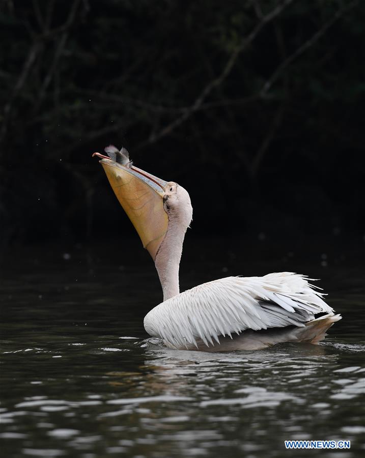 CHINA-HAINAN-HAIKOU-PELICANS-WINTER (CN)