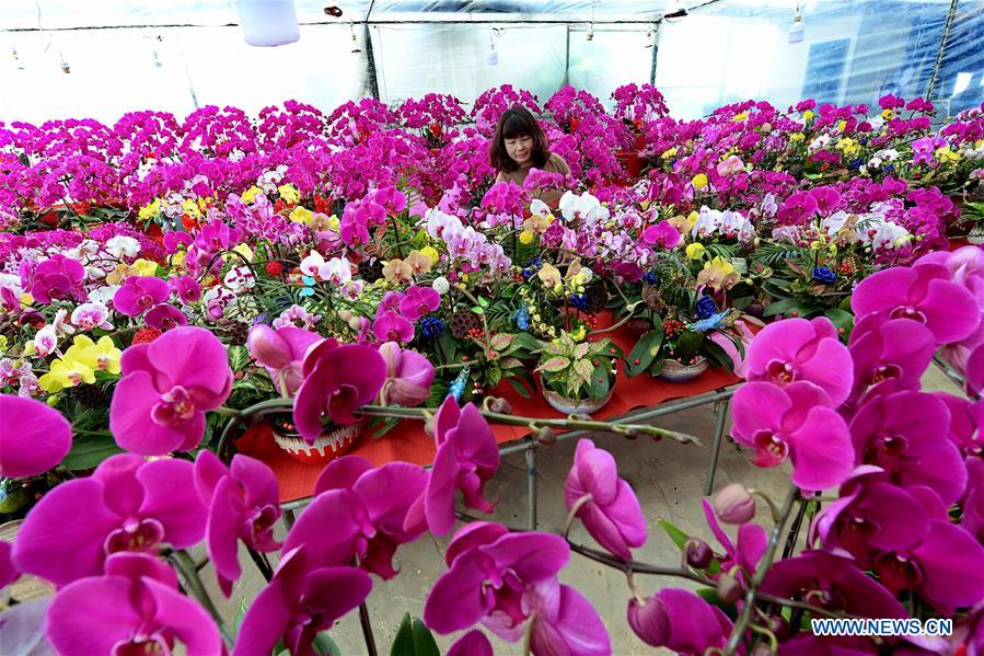 CHINA-FLOWER-SPRING FESTIVAL-PREPARATION (CN)