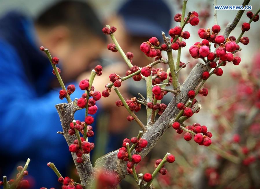 CHINA-HENAN-YANLING-PLUM BLOSSOMS (CN)