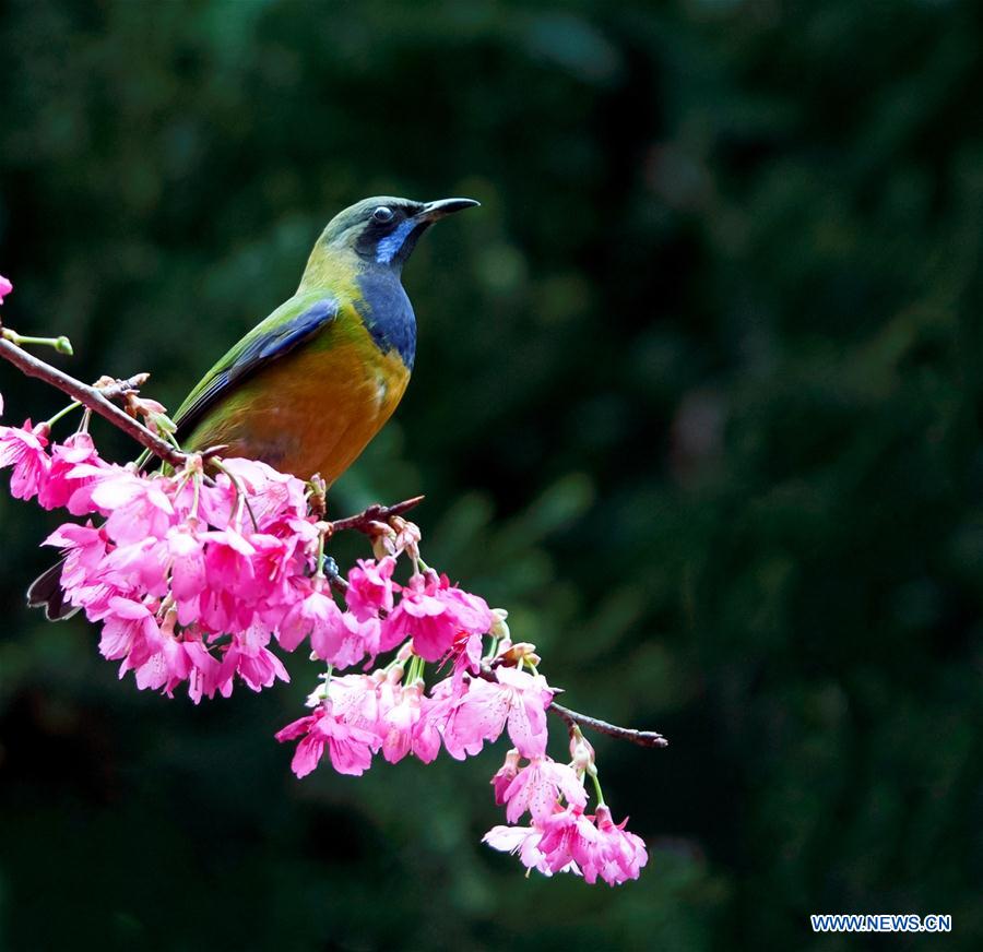 CHINA-FUZHOU-FLOWERS-BIRD (CN)