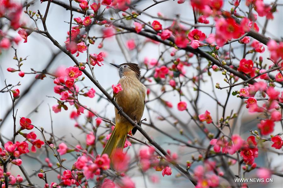 #CHINA-SPRING-BIRD