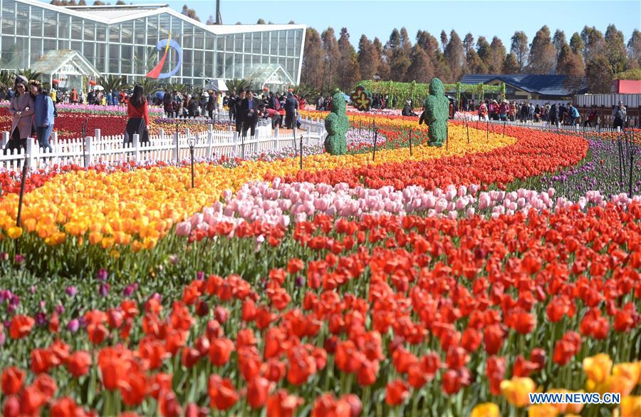 CHINA-KUNMING-TULIP FLOWERS (CN)