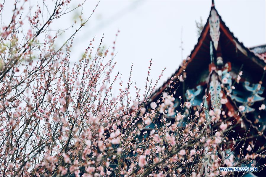 CHINA-FUJIAN-FUZHOU-TEMPLE-PLUM BLOSSOM (CN)