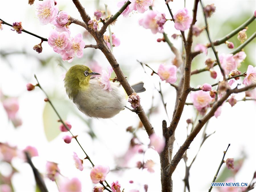 CHINA-FUJIAN-BIRD (CN)