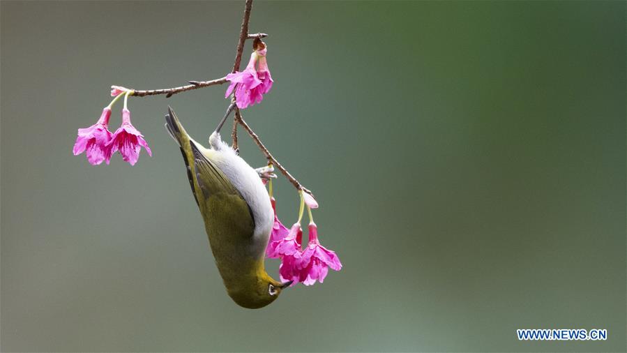 CHINA-FUJIAN-BIRD-WHITE-EYE (CN)