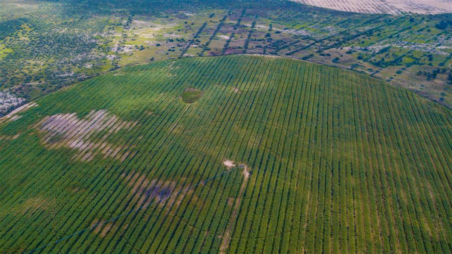 Xinhua Headlines: NASA satellite data verify China's contribution to global greening efforts 